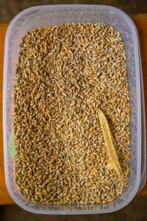 Plastic container with rye grains (Secale cereale) and an ear of corn, event for schoolchildren