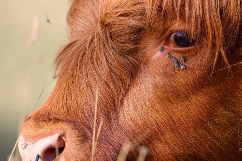 Profile shot of a cattle with flies, warm coat in natural environment, cattle (Bos taurus) in a