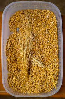 Plastic container filled with yellow barley (Hordeum vulgare), close-up, event for schoolchildren