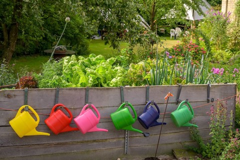 Colourful watering cans hang on wooden wall in a blooming garden with lush vegetation in a raised