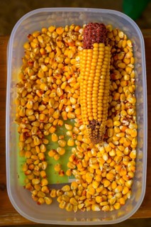 Container with maize cobs (Zae mays) and scattered maize kernels, event for schoolchildren