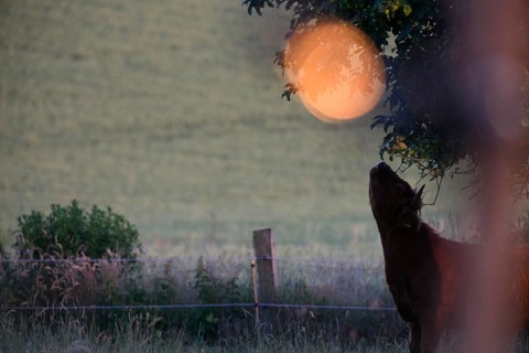 Silhouette of a bovine (Bos taurus) in front of a large, luminous moon in a nocturnal scene,
