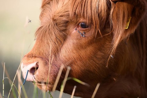 Cattle (Bos taurus) in a field, observed with vermin around the eye, natural grassland, Osnabrücker
