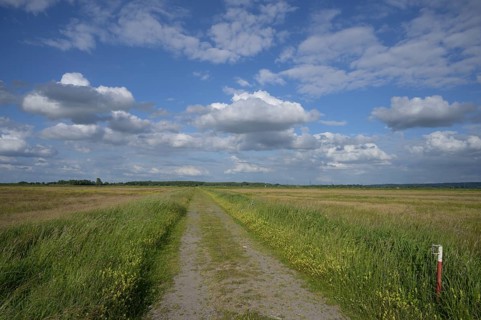 Landscape with a dirt road in the middle of meadows under blue sky with clouds, wet meadows in the
