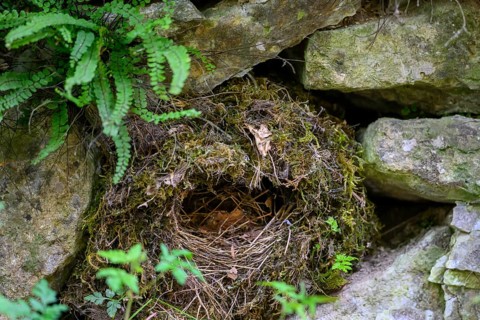 Abandoned dipper nest (Cinclus cinclus) made of moss and twigs, between stones and plants,