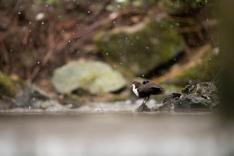 A dipper (Cinclus cinclus) sitting on a rock in a stream, surrounded by snow-covered natural