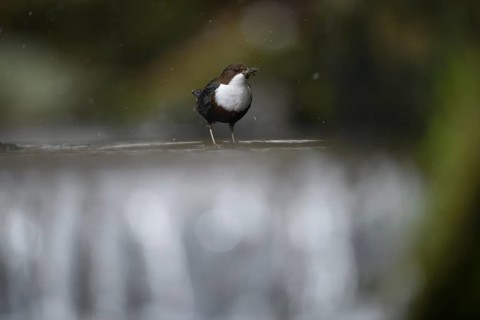 A dipper (Cinclus cinclus) stands in focus on a branch in the water while it is snowing in a