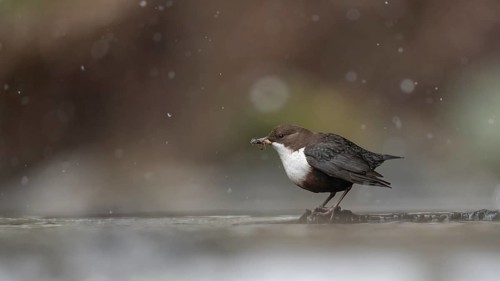 A dipper (Cinclus cinclus) in focus standing on a branch in the water while it is snowing in a
