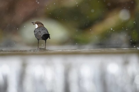 A dipper (Cinclus cinclus) stands in profile on a branch in the water while it is snowing in a