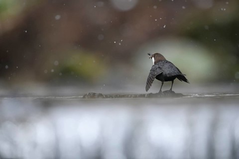A dipper (Cinclus cinclus) in dorsal view on a branch in the water while it is snowing in a natural