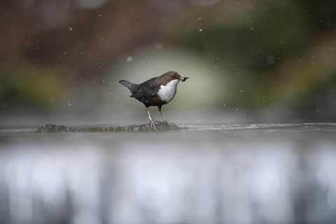 A lone dipper (Cinclus cinclus) stands on a branch in the water in a wintry environment while it is