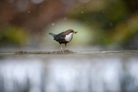A dipper (Cinclus cinclus) stands on a branch in the water while snow is falling in a natural