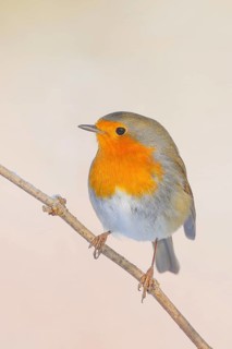 Robin (Erithacus rubecula), sitting on a thin branch, foraging, winter feeding, wildlife, winter,