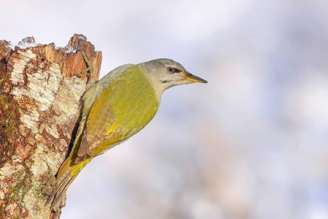 Grey-headed woodpecker (Picus canus), or lesser spotted woodpecker, female on a birch tree,