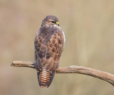 Buzzard (Buteo buteo) sitting attentively on a branch, wildlife, animals, birds, bird of prey,
