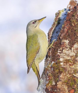 Grey-headed woodpecker (Picus canus), or lesser spotted woodpecker, female on a birch tree,