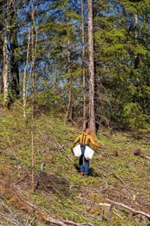Forest worker planting spruce trees plants on a clearcutting in the forest on a sunny spring day