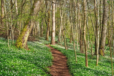 Nature trail in a lush forest with budding leaves on the trees and flowering Wood anemone (Anemone