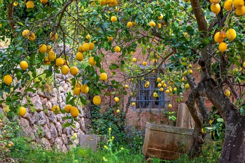 Ripe yellow lemons hanging from tree branches in a garden by an old house, Soller, Mallorca, Spain