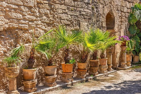 Green plants in terracotta pots in the sunshine by a wall in Arab baths garden from old Moorish