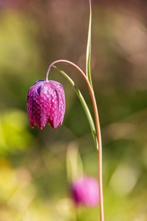 Close up at a Snake's head fritillary (Fritillaria meleagris) With purple chequered pattern