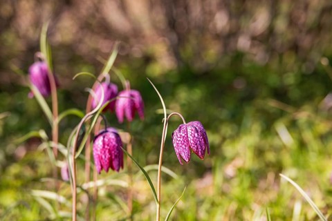 Snake's head fritillary (Fritillaria meleagris) flowering on a sunny meadow at springtime