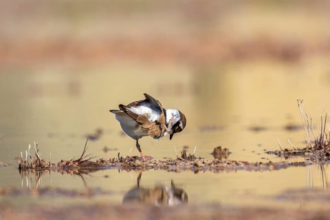 Little ringed plover (Thinornis dubius) standing on one leg and preening himself with reflections