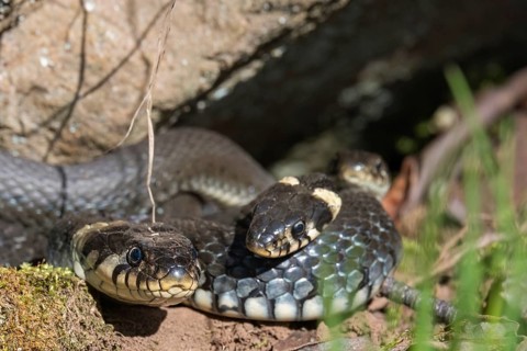 Grass snakes (Natrix natrix) basking in the spring sun under a rock