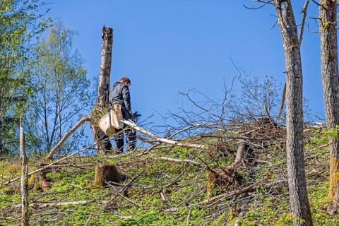 Forest worker planting spruce trees plants on a clearcutting in the forest on a sunny spring day