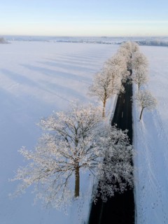 Snowy trees along a road, shadows falling over the winter landscape, aerial view, winter,