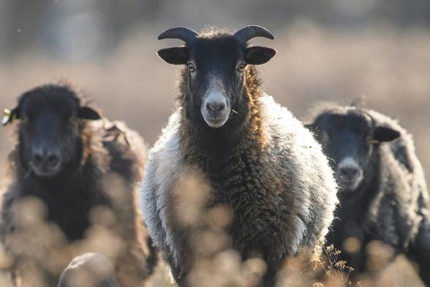 Three sheep (Ovis gmelini aries) e on a natural pasture looking towards the camera, blurred