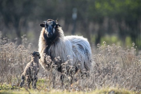 A sheep (Ovis gmelini aries) next to a lamb in a natural pasture landscape with dry, slightly