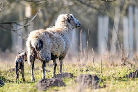 A sheep (Ovis gmelini aries) with a lamb on a green pasture, peaceful spring atmosphere, photo