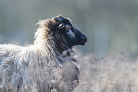 A sheep (Ovis gmelini aries) in profile view, surrounded by a natural pasture, quiet and peaceful