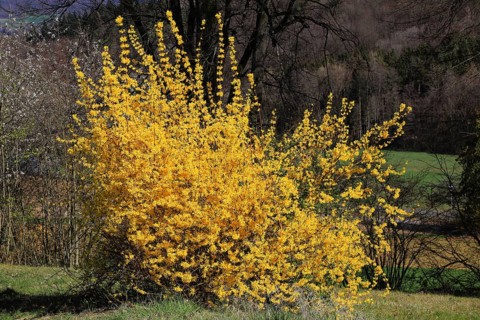 Forsythia, Forsythia × intermedia zabel, also garden forsythia, golden lilac or golden bell,
