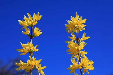 Forsythia, forsythia × intermedia zabel, also garden forsythia, golden lilac or golden bell,