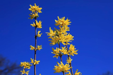Forsythia, Forsythia × intermedia zabel, also garden forsythia, golden lilac or golden bell,