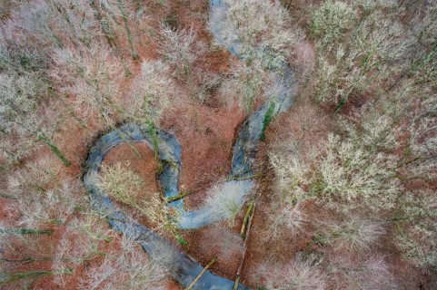 Meander of a low mountain stream in winter with beech forest, vertical aerial view, drone shot,