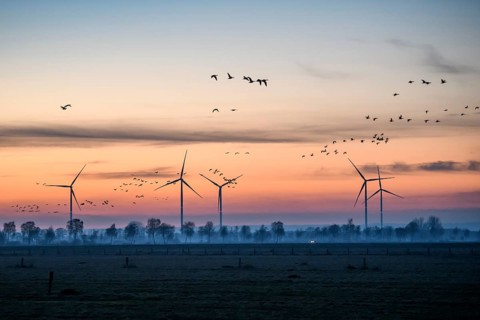 Wind turbines at dusk with flying birds and trees in the background, Hüde, Dümmer nature park Park,
