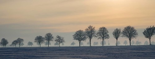 Row of trees in a snowy landscape illuminated by gentle sunset, winter, snow, Oelsburg, Ilsede