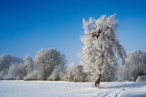 A snow-covered tree in a vast winter landscape with clear sky and tracks in snow, winter, snow,