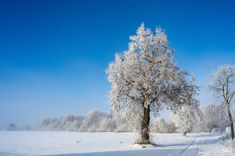 A single snow-covered tree stands in an open winter landscape under clear blue sky, winter, snow,