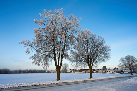 Two trees on the side of the road in a snowy landscape with houses in the background under blue