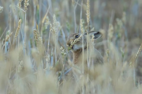European brown hare (Lepus europaeus) adult animal eating a wheat plant seedhead in a farmland