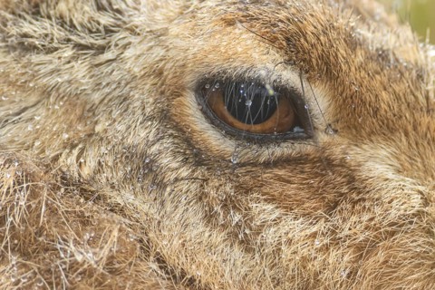 European brown hare (Lepus europaeus) adult animal close up of its head and eye in a rain shower,