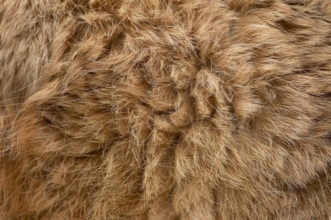 European brown hare (Lepus europaeus) adult animal close up of its body fur, England, United
