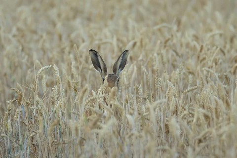 European brown hare (Lepus europaeus) adult animal in a farmland wheat field in summer, England,
