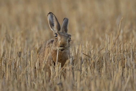European brown hare (Lepus europaeus) adult animal eating a wheat plant sheath in a harvested