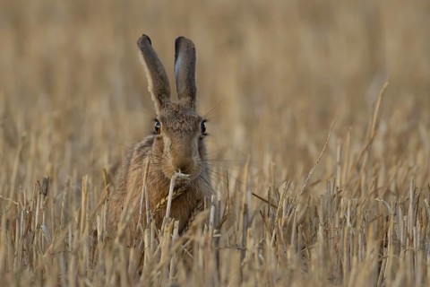 European brown hare (Lepus europaeus) adult animal feeding on a wheat plant sheath in a farm