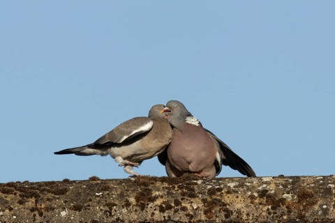 Wood pigeon (Columba palumbus) adult garden bird feeding a juvenile baby squab bird on a house roof